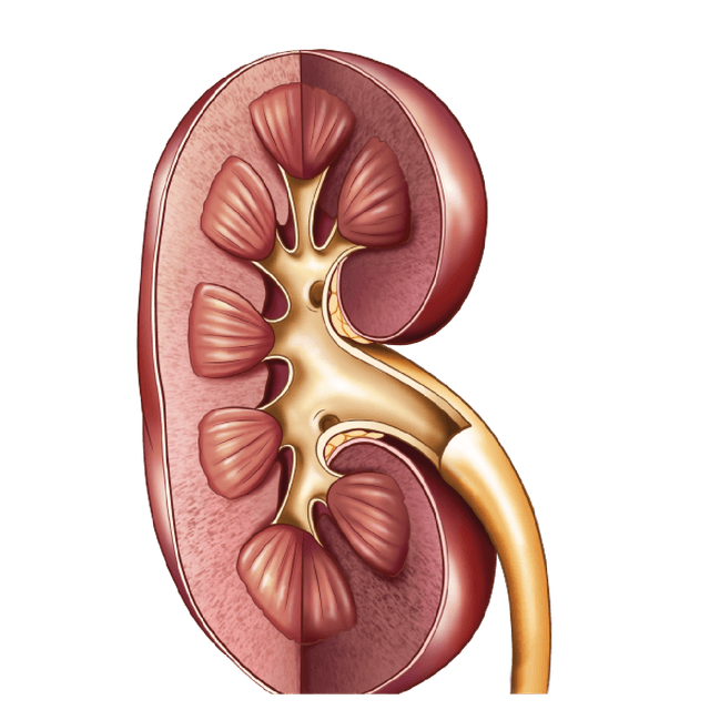 Nephrology