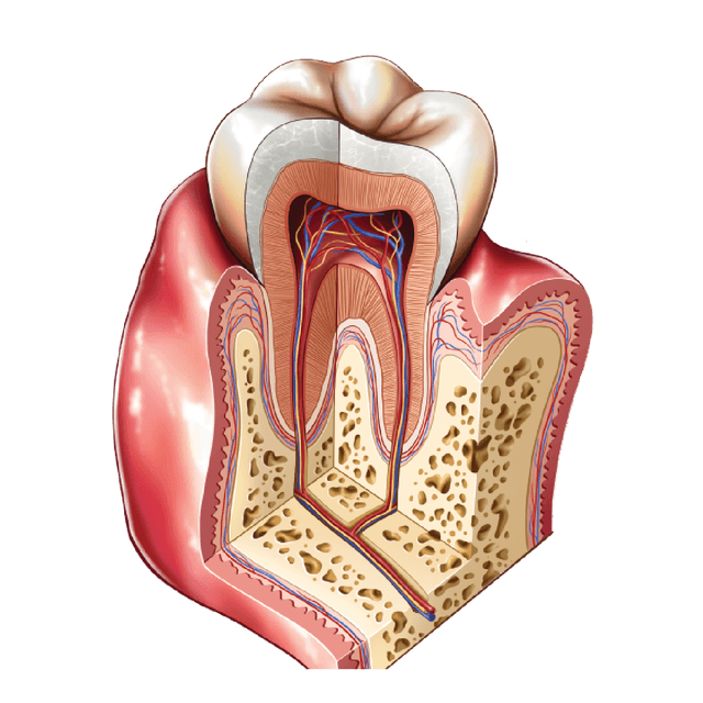 Dentistry