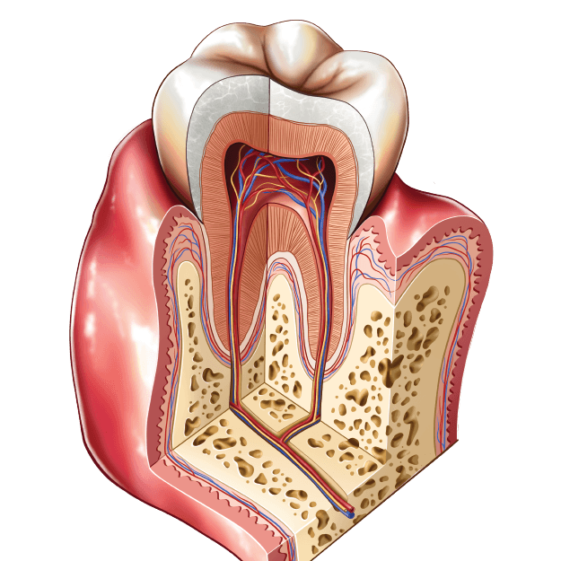 Endodontics