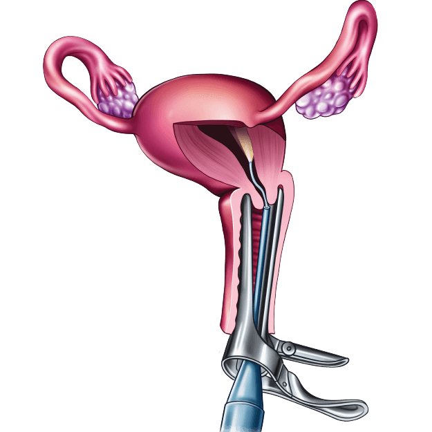 Certificate in Embryology