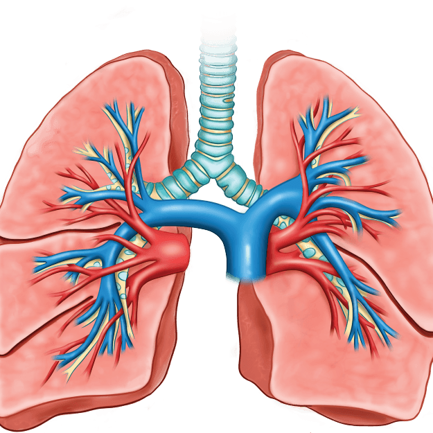 Pulmonology
