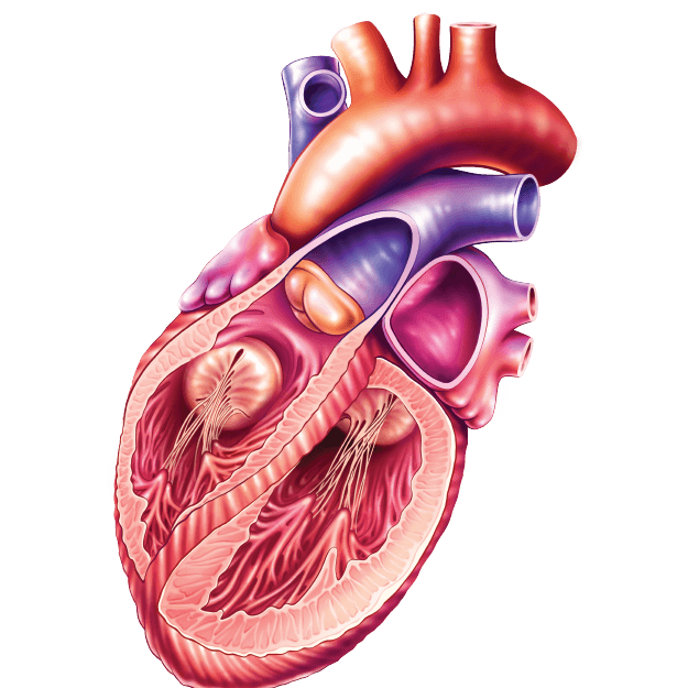 Clinical Cardiology