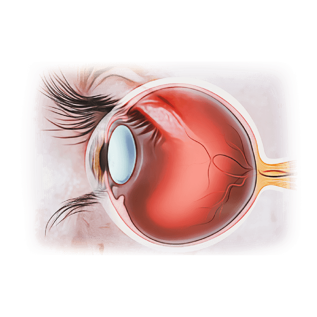 Ophthalmology (Eye-Site)