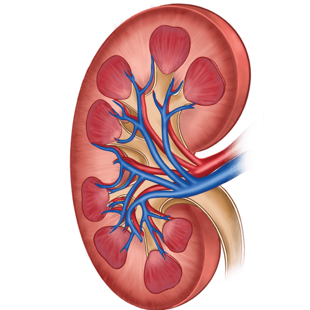Certificate Course in Nephrology