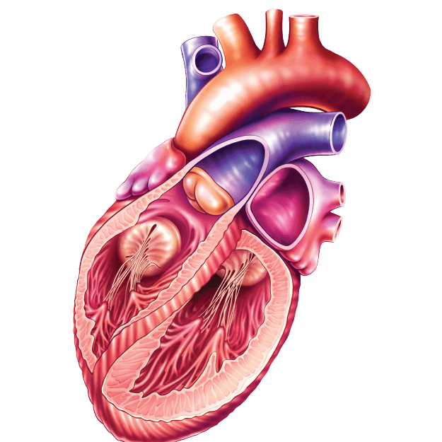 Certificate in Essentials of Cardiology