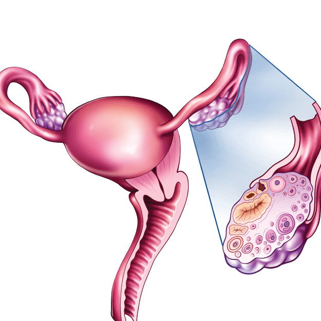 Advanced Certificate in Embryology